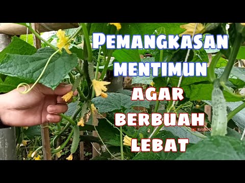 Video: Cara Menyimpan Gumpalan Mawar yang Hampir Mati (dengan Gambar)