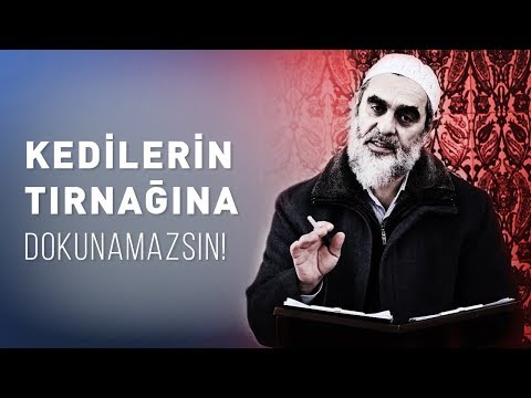 KEDİLERİN TIRNAĞINA DOKUNAMAZSIN! | Nurettin Yıldız