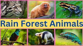 Rainforest Animals  | Amazon Rainforest Animals