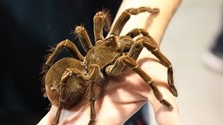 Птицеед-голиаф (лат. Theraphosa blondi) Птицеед-голиаф (лат. Theraphosa blondi)