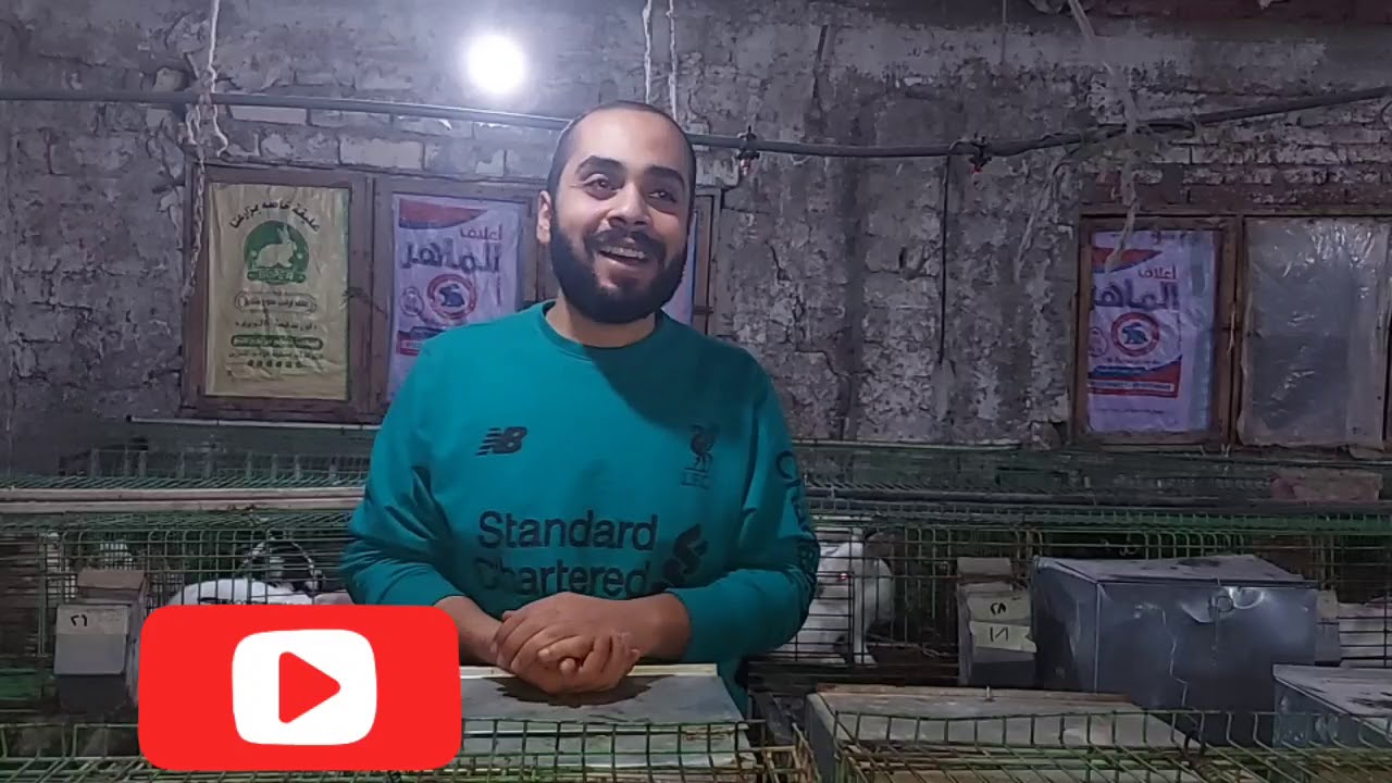 (31)سلسلة الارنب افضل تعامل مع الام بعد الولاده