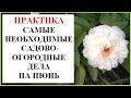 Сад, огород, цветник в июне. Что необходимо сделать