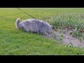 Excited British Longhair cat for the first time outside の動画、YouTube動画。