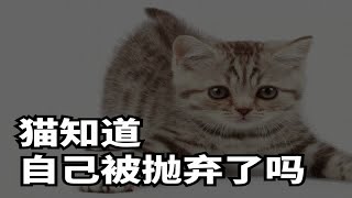 猫咪会知道自己被抛弃了吗？答案来了！