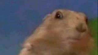 dramatic chipmunk 2nd edition