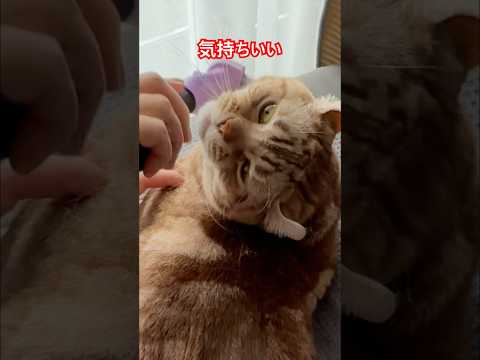 かわいい猫ルイちゃん #cat #アメリカンカール #きれいきれい #毛をすく #cat #cute #American curl