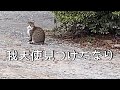 【癒し動画】ついに猫と話せるようになってしまったぼっち陰キャ社会人。