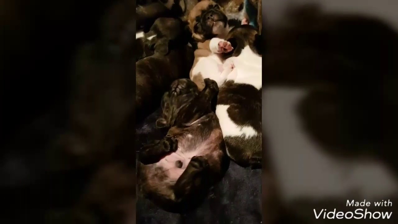 rumble video upload French Bulldog babies waking up. Or are these Frenchies falling asleep?
