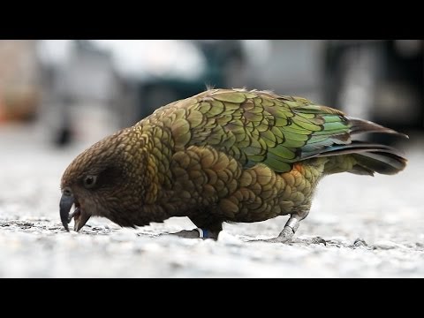 KEA the cheeky and comical alpine parrot - Franz Josef Glacier car park - New Zealand