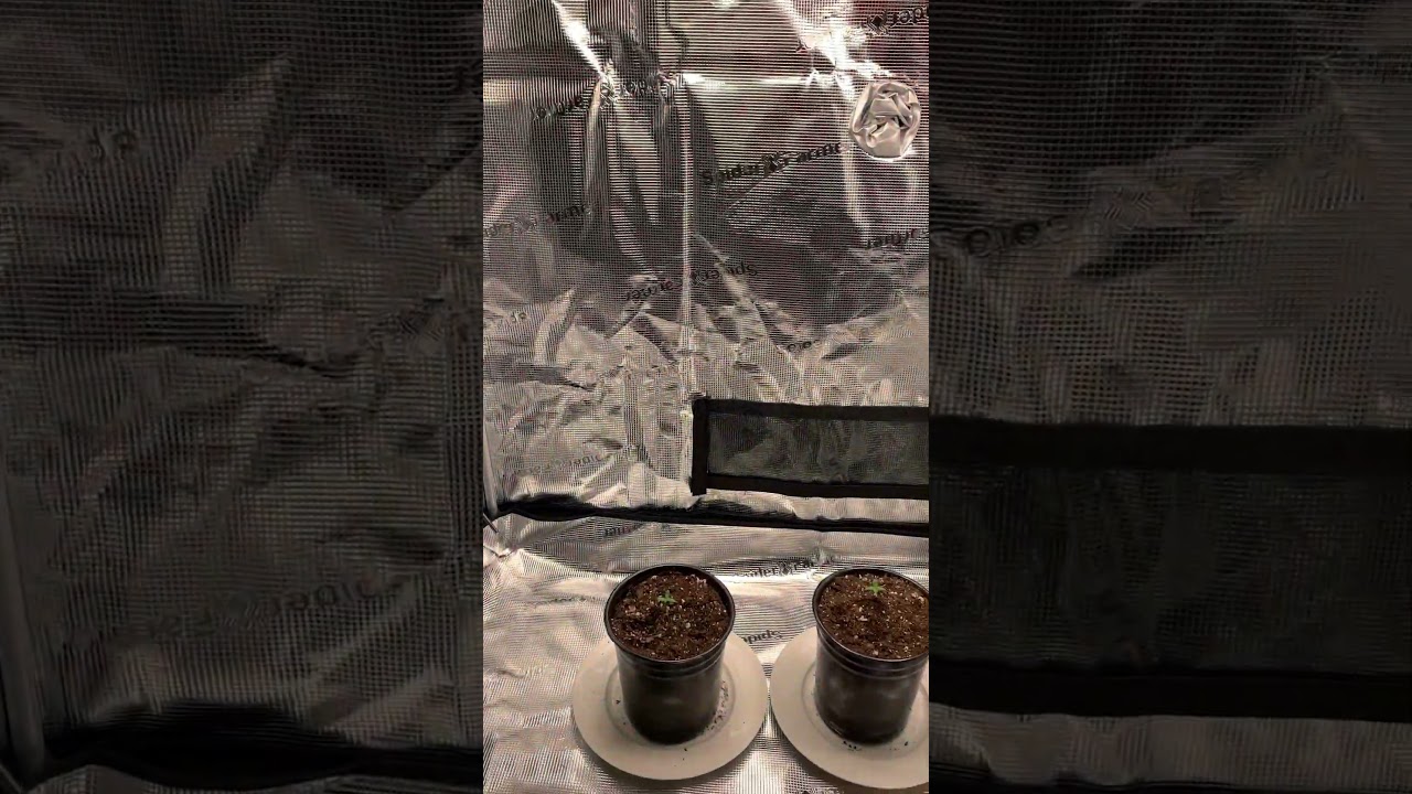 Spider Farmer SF2000 2x4 Grow Tent EVO