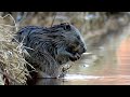 Beaver loves bath cute video-4k Nature (Ultra HD) | Nature's Sweet Tales