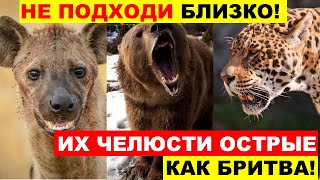 ВЫ будете В ШОКЕ - САМЫЕ СИЛЬНЫЕ ЧЕЛЮСТИ ЖИВОТНОГО МИРА! Эти животные очень ОПАСНЫ.