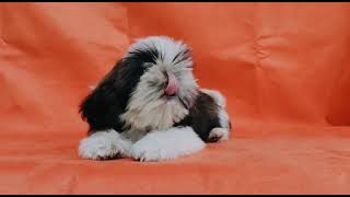 Shihtzu Best Quality Puppy in India 2022 Call 8700287843 by Doggies Divine 563 views 2 years ago 38 seconds