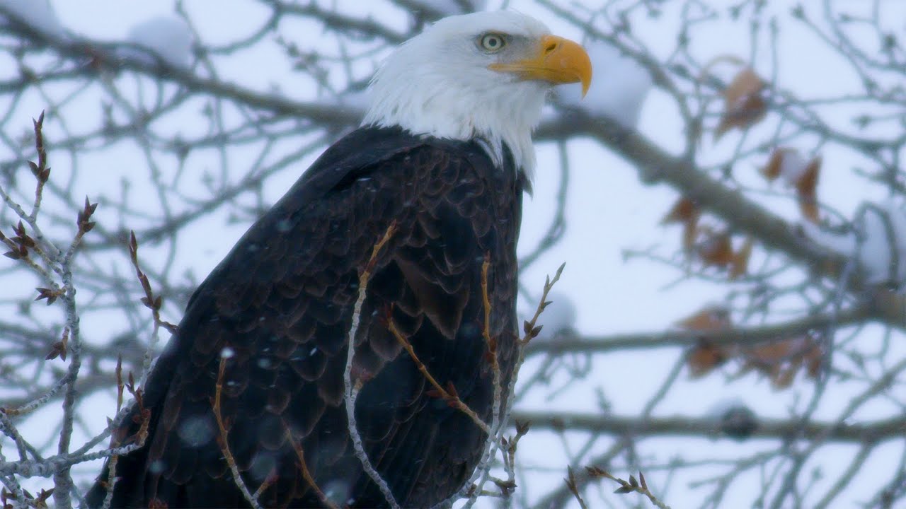 Blackmagic Ursa Mini Pro G2 4K Footage - Stealth Films Visuals