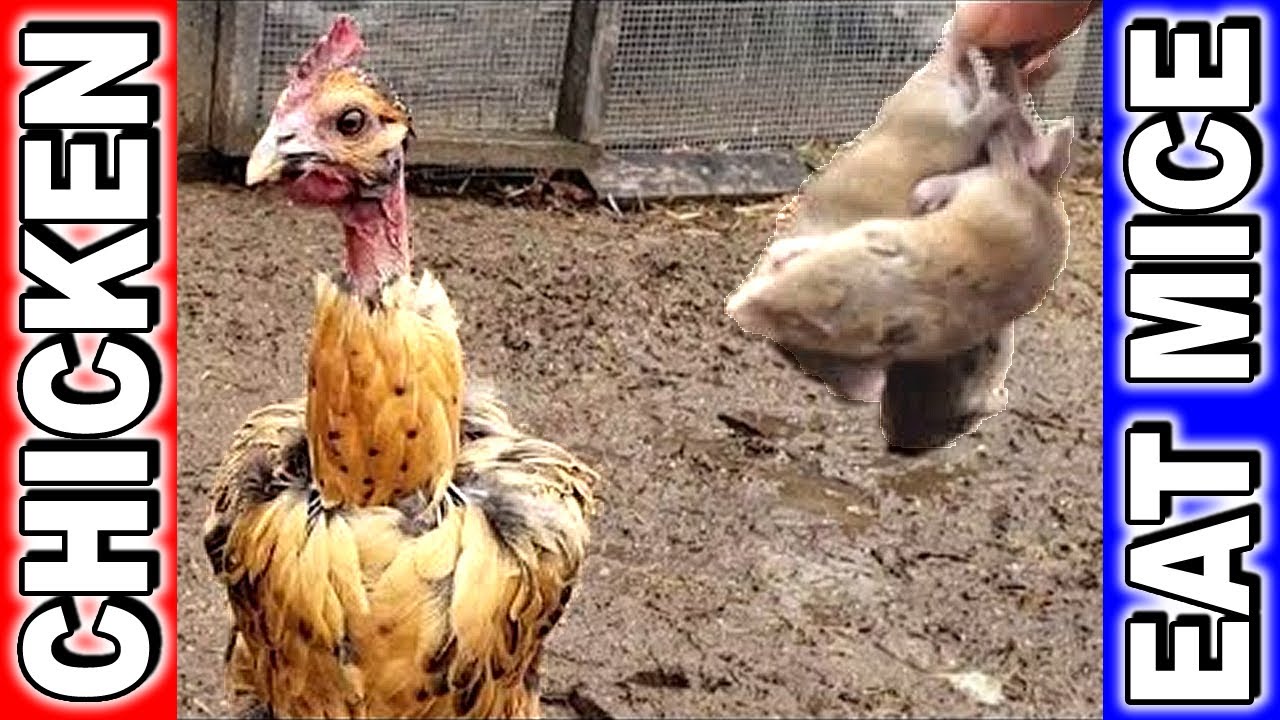 Chickens Eat Mice. GROSS! YouTube