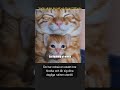 Varför väntar din katt vid dörren? #Shorts