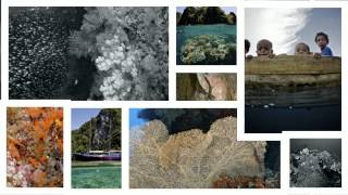 Wicked Diving Expeditions 2012 - part1