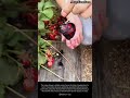 Strawberry Harvest Site #farming #farmlife #livestock #strawberry #harvest
