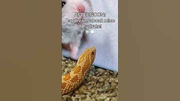 Thumbnail of A DAY IN THE LIFE: FINGERS THE HOGNOSE SNAKE