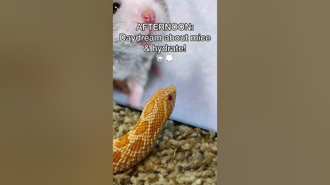 A DAY IN THE LIFE: FINGERS THE HOGNOSE SNAKE