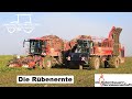 Zuckerrübenernte | Holmer Terra Dos T4-30 Rübenroder und Holmer Überlader im Einsatz | XL Maschinen