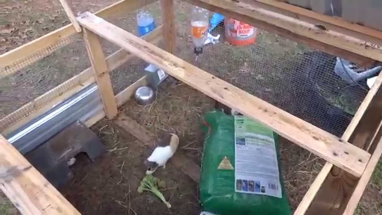 Cuy (guinea pig) tractor finished! all scrap! YouTube