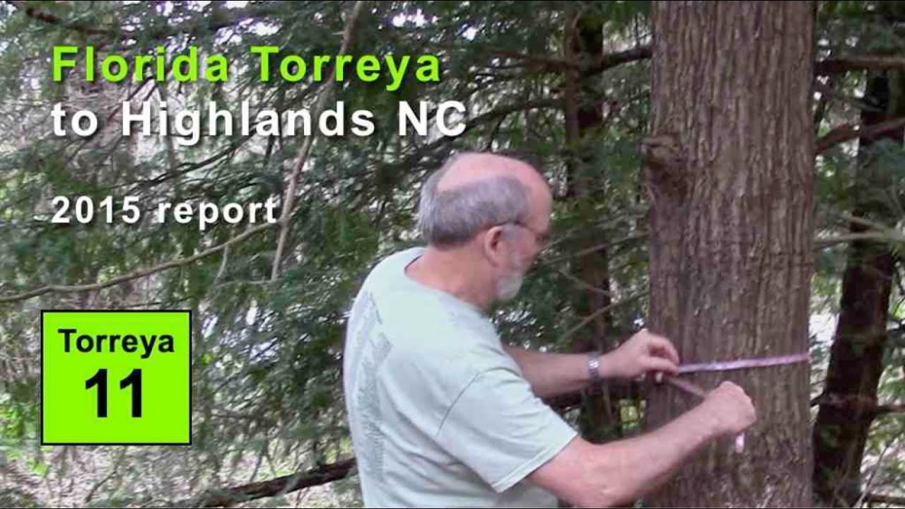 FL Torreya in Highlands NC: 90 yrs de facto rewilding (2015)