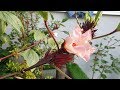 LIOW VIDEO: Growing Roselle Plants At Balcony 种植洛神花