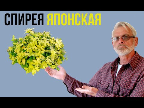 Video: Japonska Spirea