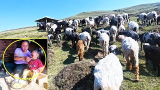Jonson going to get Vaccine || Nowa & Sanjip herding sheep in upper hillsite@Sanjipjina