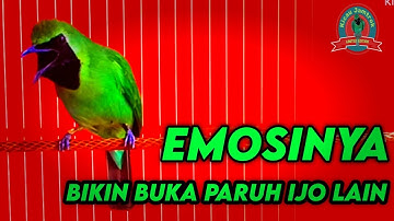 Pancingan Cucak Ijo Gacor Isian & Tembakan Rapat! Ijo Yang Muda & Dewasa Langsung Emosi Bisa Jamtrok