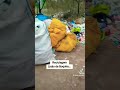 Veja Onde é Feita a Reciclagem do Lixo de Boquira... Junto e Misturado Com o Minério...