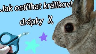 Jak ostříhat králíkovi drápky