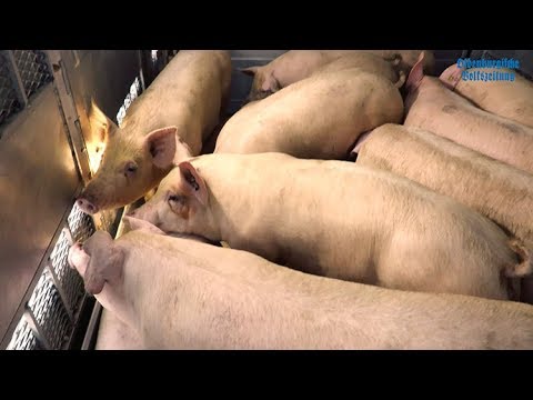 OV-Videoserie Hofblick Folge