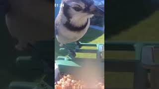 Blue Jay - Florida Birdhouse Cam - FOLLOW for more birds!
