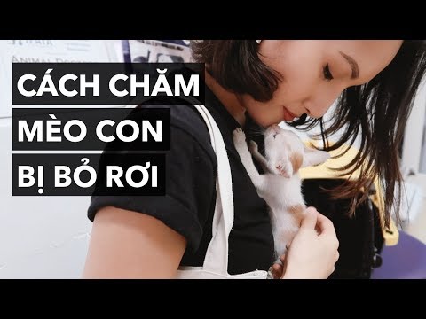 Video Cách chăm sóc mèo con bị bỏ rơi - youtube