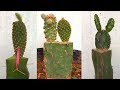 Ghép cây xương rồng vào cây thanh long | Grafting cactus to dragon tree