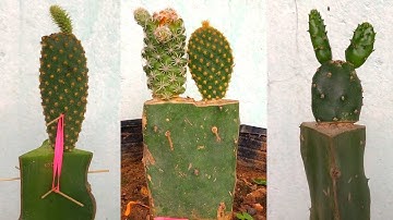 Ghép cây xương rồng vào cây thanh long | Grafting cactus to dragon tree