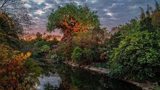 #DisneyParksLIVE: Sunrise at Disney's Animal Kingdom | Walt Disney World #DisneyParksLIVE: Sunrise at Disney's Animal Kingdom | Walt Disney World