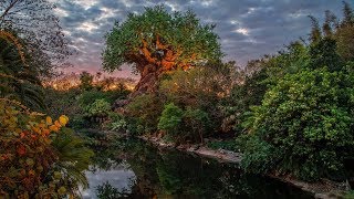 #DisneyParksLIVE: Sunrise at Disney's Animal Kingdom | Walt Disney World