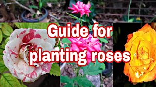 HOW TO GROW ROSES\/ A COMPLETE BEGINNERS GUIDE