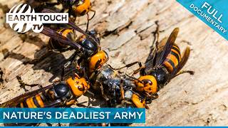 Killer Hornets: Japan's Most Dangerous Insect | Full Documentary