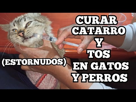 Cómo curar CATARRO en gatos y perros (estornudos y tos)