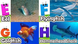 ABC phonics animals | ABC Sea Animals song | Alphabets Kids Song #angelshark
