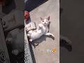protecting me 😲🤭 #shorts #youtubeshorts #cat #viral #catlife