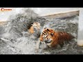 Тигры устроили водные ИГРИЩА! Запустили к ним дрона. Тайган. Filming tigers by drone DJI Mini 2