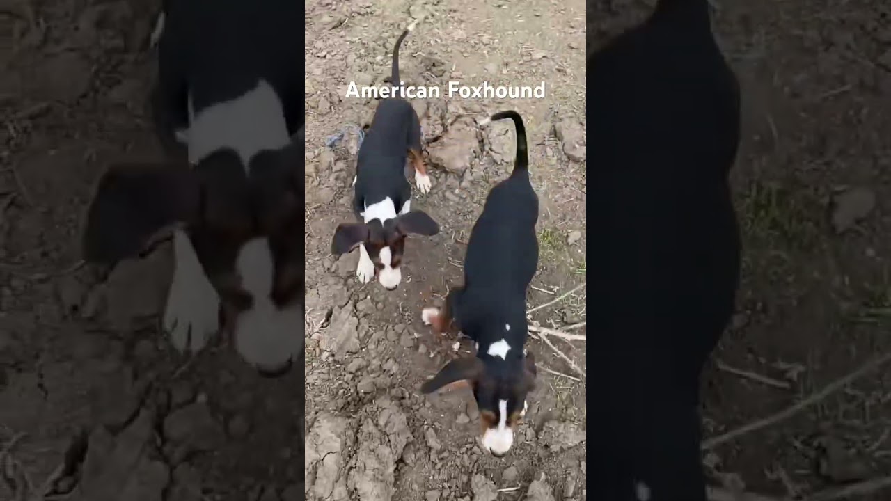 Meet Captain Foxhound! 