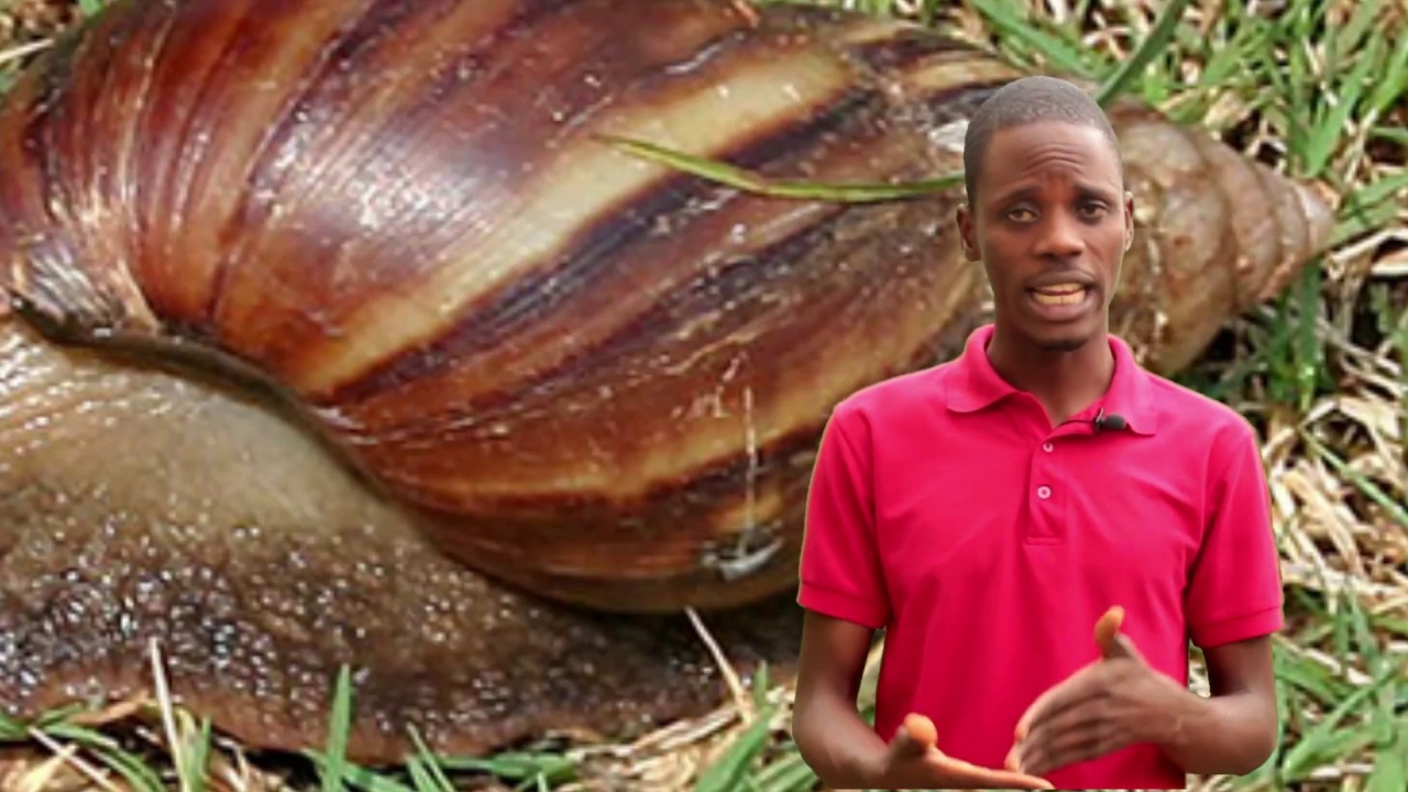 Snail Farming in Nigeria   Free Practical Training on Our Farm