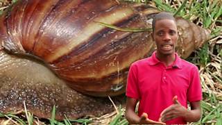 Snail Farming in Nigeria (+Free Practical Training on Our Farm).