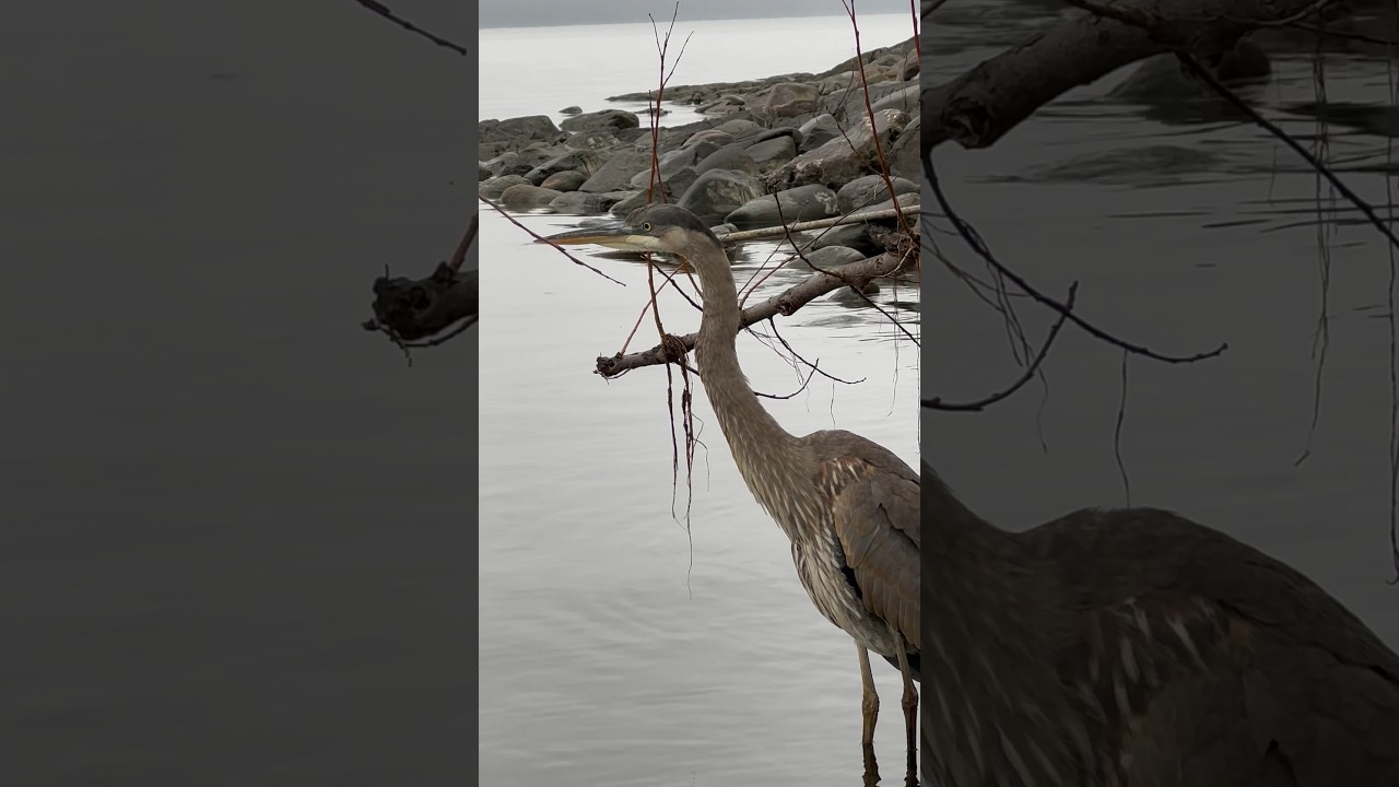 Close Encounter ~ Great Blue Herron 